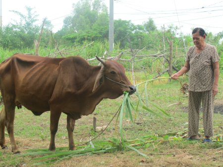 Hỗ trợ bò giúp người dân biên giới thoát nghèo