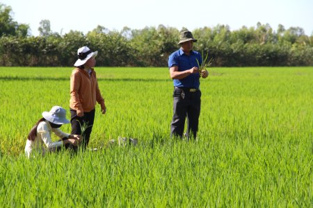 Nông dân tập trung chăm sóc lúa Hè Thu 2024