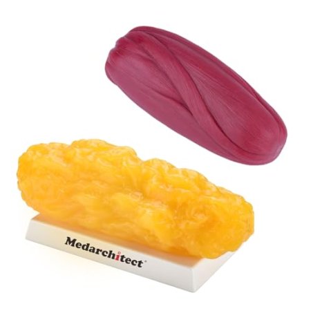 Medarchitect Authentic Human Body Fat & Muscle Replica - 5 lb