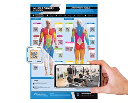Workout Posters for Home Gym | Muscle Group Gym Poster | Exercise Posters | Laminated Gym or Home Workout Chart | Free Video Training Support | Large Size 24